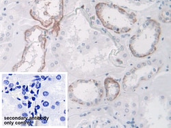 Invitrogen SPARCL1 Polyclonal Antibody 200 &mu;L; Unconjugated:Antibodies,