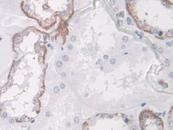 Invitrogen SPARCL1 Polyclonal Antibody 200 &mu;L; Unconjugated:Antibodies,