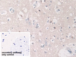 Invitrogen SPARCL1 Polyclonal Antibody 200 &mu;L; Unconjugated:Antibodies,