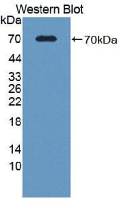 Invitrogen SPARCL1 Polyclonal Antibody 200 &mu;L; Unconjugated:Antibodies,