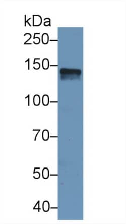 Invitrogen SPARCL1 Polyclonal Antibody 200 &mu;L; Unconjugated:Antibodies,