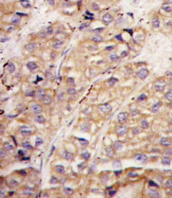 Invitrogen SMURF1 Polyclonal Antibody 400 &mu;L; Unconjugated:Antibodies,