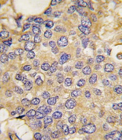 Invitrogen SMURF1 Polyclonal Antibody 400 &mu;L; Unconjugated:Antibodies,
