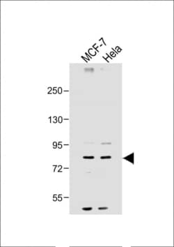 Invitrogen SMURF1 Polyclonal Antibody 400 &mu;L; Unconjugated:Antibodies,
