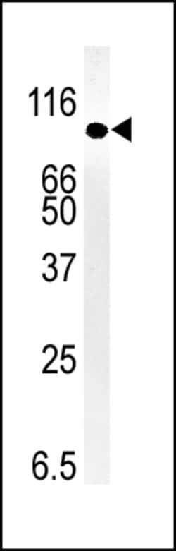 Invitrogen SMURF1 Polyclonal Antibody 400 &mu;L; Unconjugated:Antibodies,