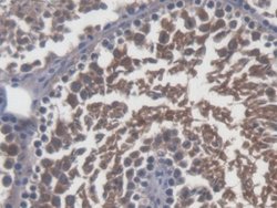 Invitrogen Sp17 Polyclonal Antibody:Antibodies:Primary Antibodies
