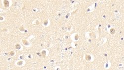Invitrogen SKP1 Polyclonal Antibody 200 &mu;L | Buy Online | Invitrogen&trade; | Fisher Scientific