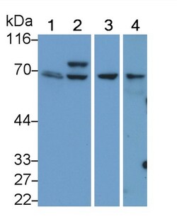 Invitrogen Syk Polyclonal Antibody 20 &mu;L | Buy Online | Invitrogen&trade; | Fisher Scientific