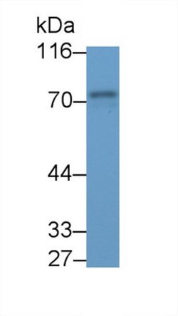 Invitrogen Syk Polyclonal Antibody 20 &mu;L | Buy Online | Invitrogen&trade; | Fisher Scientific