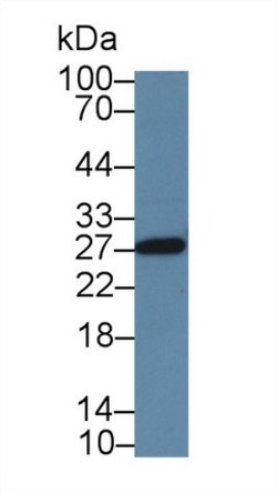 Invitrogen SPRY3 Polyclonal Antibody 200 &mu;L; Unconjugated:Antibodies,
