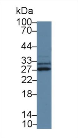Invitrogen SPRY3 Polyclonal Antibody 200 &mu;L; Unconjugated:Antibodies,