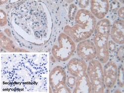 Invitrogen STIP1 Polyclonal Antibody 200 &mu;L; Unconjugated:Antibodies,