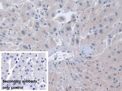 Invitrogen STIP1 Polyclonal Antibody 200 &mu;L; Unconjugated:Antibodies,