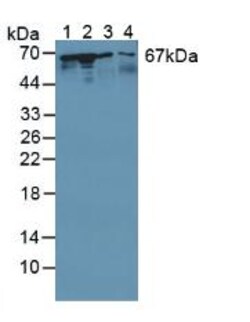 Invitrogen STIP1 Polyclonal Antibody 200 &mu;L; Unconjugated:Antibodies,