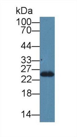 Invitrogen SDF2L1 Polyclonal Antibody:Antibodies:Primary Antibodies