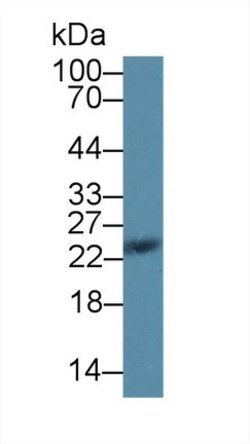 Invitrogen SDF2L1 Polyclonal Antibody:Antibodies:Primary Antibodies