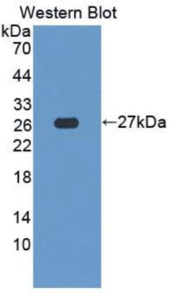 Invitrogen SDF2L1 Polyclonal Antibody:Antibodies:Primary Antibodies