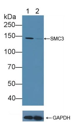 Invitrogen SMC3 Polyclonal Antibody:Antibodies:Primary Antibodies