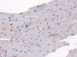 Invitrogen SULF2 Polyclonal Antibody:Antibodies:Primary Antibodies