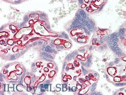 Invitrogen SULF2 Polyclonal Antibody:Antibodies:Primary Antibodies