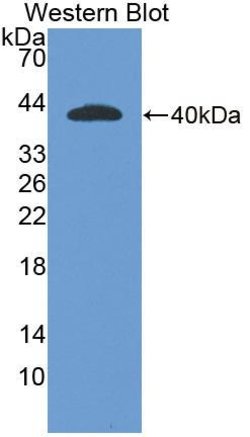 Invitrogen SULF2 Polyclonal Antibody:Antibodies:Primary Antibodies