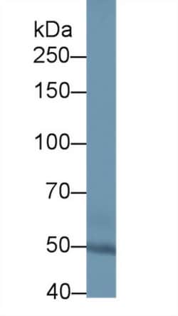 Invitrogen SULF2 Polyclonal Antibody 200 &mu;L; Unconjugated:Antibodies,