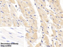 Invitrogen SOD1 Polyclonal Antibody 200 &mu;L | Buy Online | Invitrogen&trade; | Fisher Scientific
