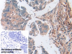 Invitrogen SOD2 Polyclonal Antibody 20 &mu;L; Unconjugated:Antibodies,
