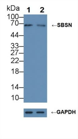 Invitrogen SBSN Polyclonal Antibody 200 &mu;L; Unconjugated:Antibodies,