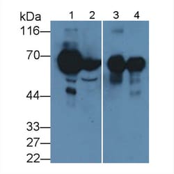 Invitrogen SBSN Polyclonal Antibody 200 &mu;L; Unconjugated:Antibodies,