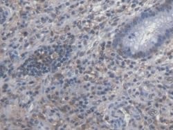 Invitrogen Symplekin Polyclonal Antibody 20 &mu;L; Unconjugated:Antibodies,