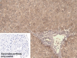 Invitrogen Symplekin Polyclonal Antibody 20 &mu;L; Unconjugated:Antibodies,