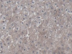 Invitrogen Symplekin Polyclonal Antibody 20 &mu;L; Unconjugated:Antibodies,