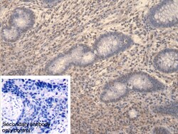 Invitrogen Symplekin Polyclonal Antibody 20 &mu;L; Unconjugated:Antibodies,
