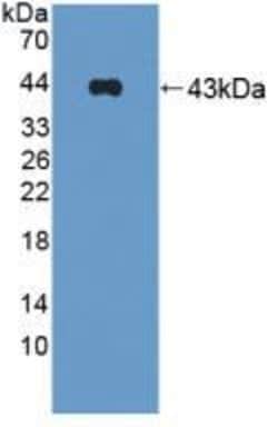 Invitrogen Symplekin Polyclonal Antibody 20 &mu;L; Unconjugated:Antibodies,