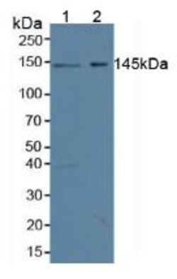 Invitrogen Symplekin Polyclonal Antibody 20 &mu;L; Unconjugated:Antibodies,