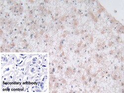 Invitrogen Syntaxin 2 Polyclonal Antibody 20 &mu;L; Unconjugated:Antibodies,