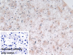 Invitrogen Syntaxin 2 Polyclonal Antibody 20 &mu;L; Unconjugated:Antibodies,