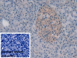 Invitrogen Syntaxin 2 Polyclonal Antibody 20 &mu;L; Unconjugated:Antibodies,