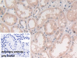 Invitrogen Syntaxin 2 Polyclonal Antibody 20 &mu;L; Unconjugated:Antibodies,