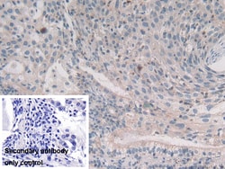 Invitrogen Syntaxin 2 Polyclonal Antibody 20 &mu;L; Unconjugated:Antibodies,