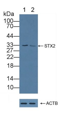 Invitrogen Syntaxin 2 Polyclonal Antibody 20 &mu;L; Unconjugated:Antibodies,