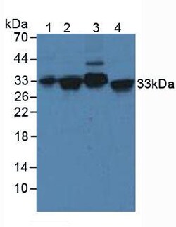 Invitrogen Syntaxin 2 Polyclonal Antibody 20 &mu;L; Unconjugated:Antibodies,