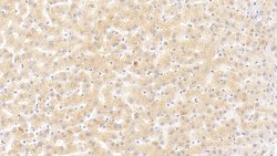 Invitrogen Syntenin 1 Polyclonal Antibody 20 &mu;L; Unconjugated:Antibodies,