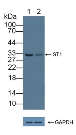 Invitrogen Syntenin 1 Polyclonal Antibody 20 &mu;L; Unconjugated:Antibodies,