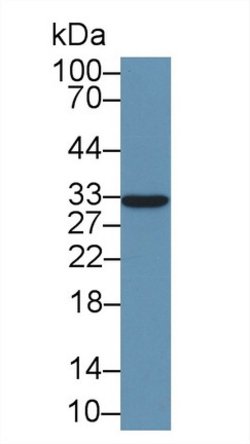 Invitrogen Syntenin 1 Polyclonal Antibody 20 &mu;L; Unconjugated:Antibodies,