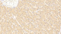 Invitrogen Syntenin 2 Polyclonal Antibody 20 &mu;L; Unconjugated:Antibodies,