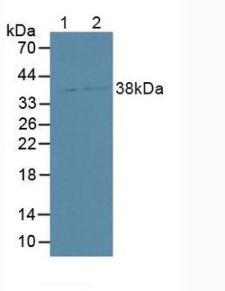 Invitrogen Syntenin 2 Polyclonal Antibody 20 &mu;L; Unconjugated:Antibodies,