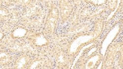 Invitrogen TXLNA Polyclonal Antibody 200 &mu;L; Unconjugated:Antibodies,