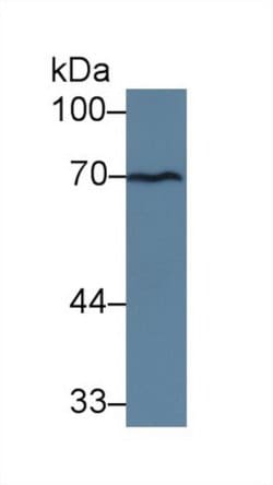 Invitrogen TXLNA Polyclonal Antibody 200 &mu;L; Unconjugated:Antibodies,